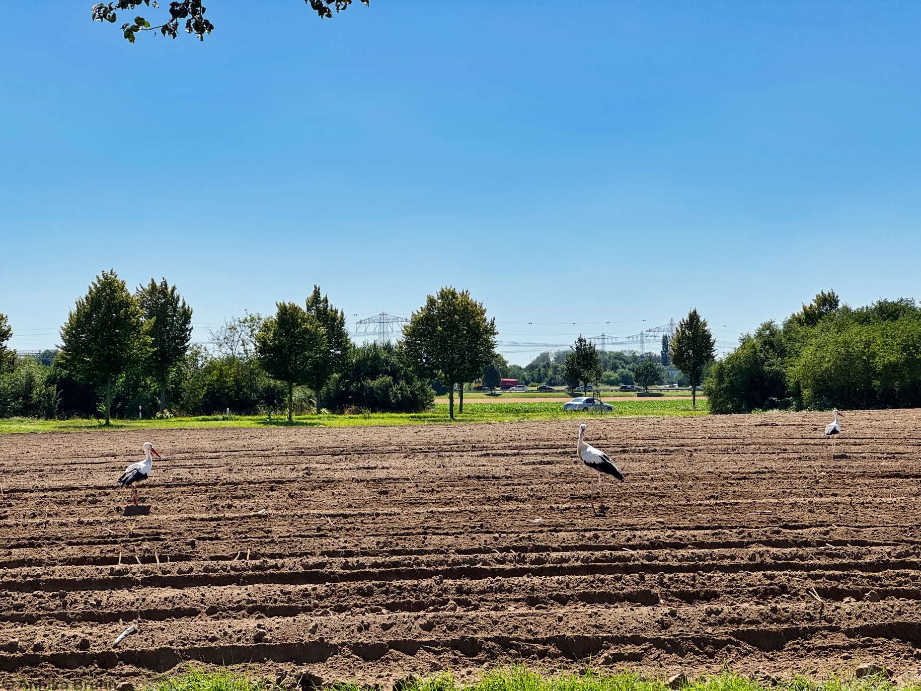 Spargelzeit vorbei nun können die Störche mal schauen